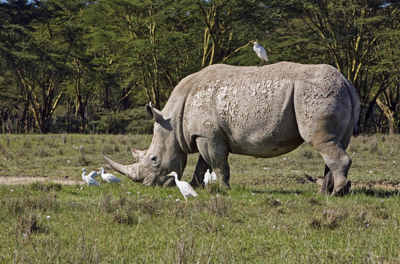无人,横图,室外,哺乳动物,野生动物,非洲,肯尼亚,鸟类,地形,白色,自然,动物,平原,摄影,国家公园,野生动物保护区,白犀牛,东非,喂养,自然保护区,纳库鲁,危险,犀牛,彩图
