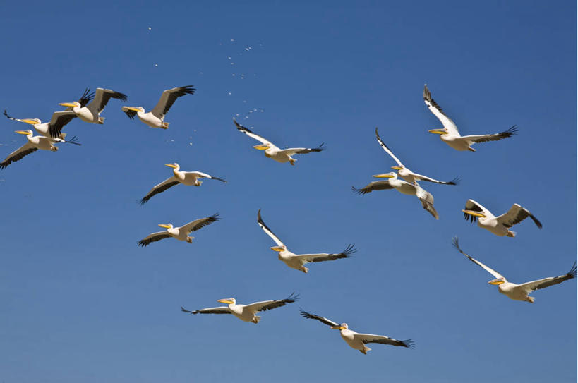 无人,横图,室外,哺乳动物,野生动物,非洲,肯尼亚,鸟类,地形,飞,自然,动物,平原,摄影,国家公园,鹈鹕,野生动物保护区,东非,自然保护区,纳库鲁,彩图