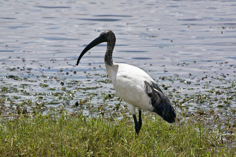 无人,横图,黑白,室外,水,野生动物,非洲,肯尼亚,涉水,鸟类,地形,自然,平原,摄影,沼泽,国家公园,白朱鹭,朱鹭,野生动物保护区,东非,自然保护区,彩图