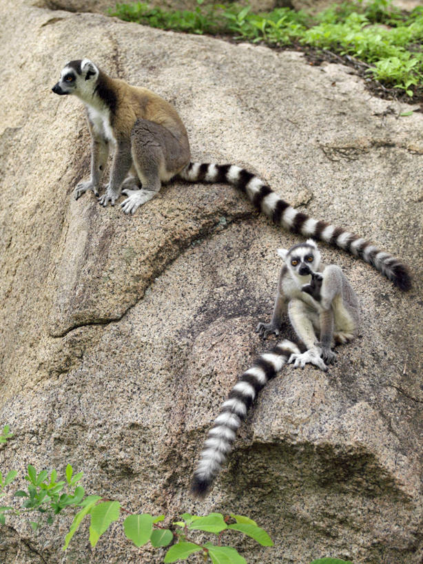 无人,竖图,室外,森林,峡谷,哺乳动物,野生动物,猴子,非洲,马达加斯加,条纹,一对,自然,动物,摄影,考古学,国家公园,狐猴,灵长目,环尾狐猴,野生动物保护区,自然保护区,式样,彩图,伴侣