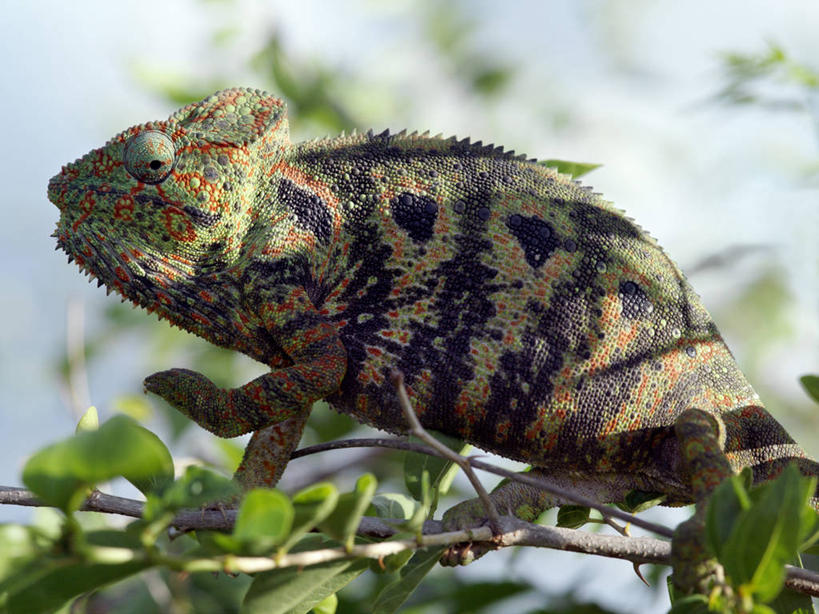 无人,横图,彩色,室外,森林,变色龙,野生动物,蜥蜴,非洲,马达加斯加,枝,自然,动物,摄影,五颜六色,色彩斑斓,考古学,国家公园,五彩缤纷,伪装,五彩斑斓,野生动物保护区,自然保护区,式样,五光十色,图利亚拉,彩图,雨林
