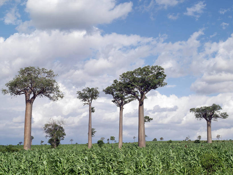 无人,横图,室外,植物,非洲,马达加斯加,田地,树,自然,动物,摄影,考古学,猴面包树,彩图