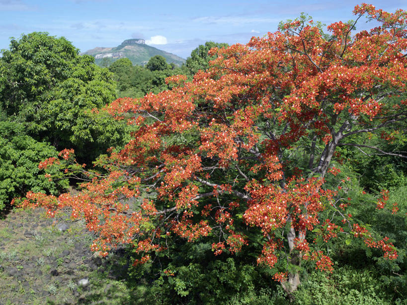无人,横图,彩色,植物,野生动物,非洲,马达加斯加,花,花瓣,花朵,树,自然,动物,个性,摄影,五颜六色,色彩斑斓,考古学,五彩缤纷,五彩斑斓,凤凰木,五光十色,彩图