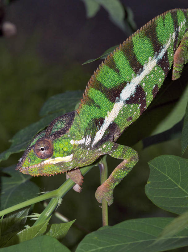 无人,竖图,彩色,室外,森林,变色龙,野生动物,蜥蜴,非洲,马达加斯加,枝,自然,动物,摄影,五颜六色,色彩斑斓,考古学,五彩缤纷,伪装,五彩斑斓,豹纹变色龙,五光十色,彩图,雨林