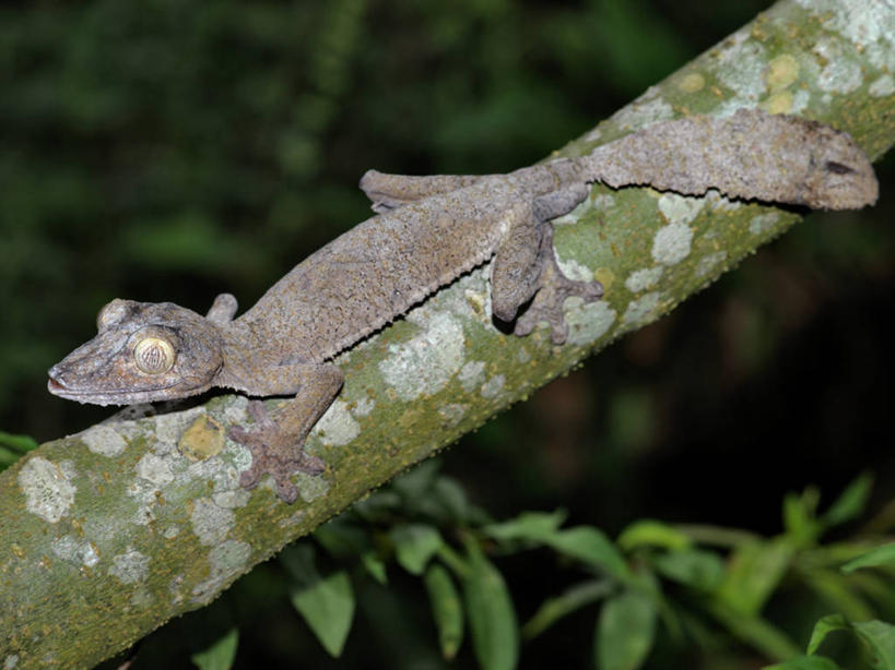 无人,横图,室外,壁虎,野生动物,非洲,马达加斯加,树皮,树,树干,自然,动物,摄影,考古学,伪装,叶尾壁虎,彩图,雨林