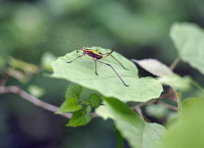 无人,横图,野生动物,叶子,非洲,马达加斯加,昆虫,无脊椎动物,自然,动物,摄影,考古学,象鼻虫,彩图