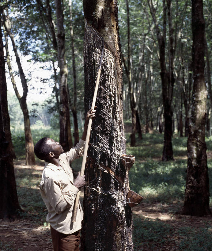 一个人,农场,竖图,室外,农业,美景,非洲,马拉维,景观,树,自然,职业,景色,摄影,自然风光,橡胶树,彩图
