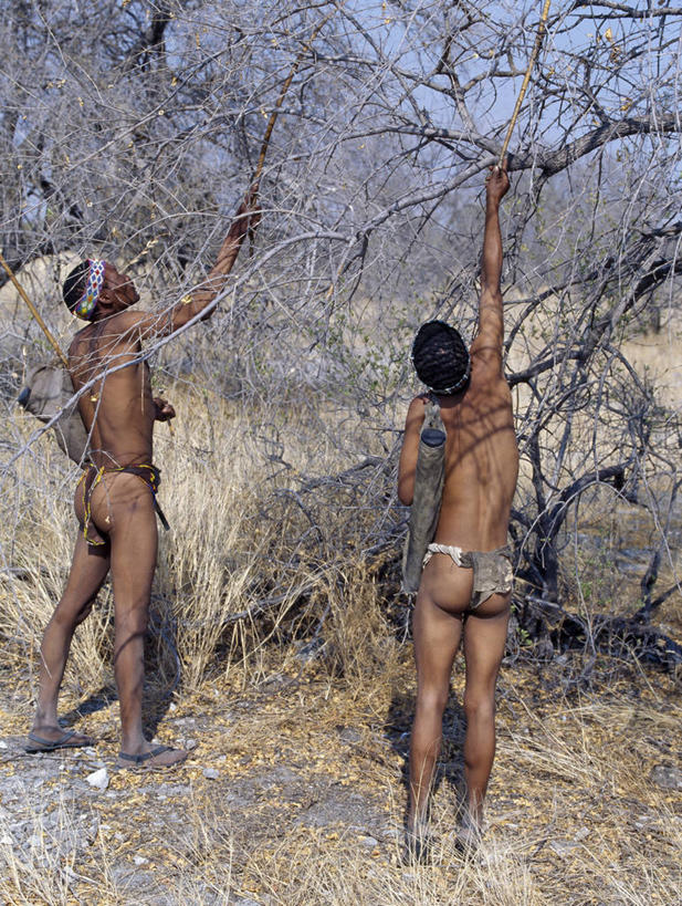 成年人,两个人,人群,竖图,白天,采摘,生产线,水果,非洲,纳米比亚,弓,弓箭,果树,树,箭,武器,摄影,收获,灌木,非洲文化,猎人,男人,彩图,传统服装,布须曼人,萨尔瓦人,桑人,传统文化,布什曼族,游牧民族