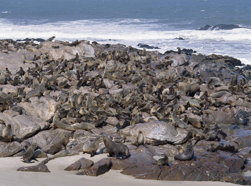 人群,躺,横图,室外,海洋,哺乳动物,海豹,海狮,野生动物,非洲,纳米比亚,一群,许多,海岸线,很多,自然,动物,波浪,大西洋,可爱,摄影,活泼,考古学,群众,海狗,潮汐,腽肭兽,纳米布沙漠,海熊,海滩,彩图