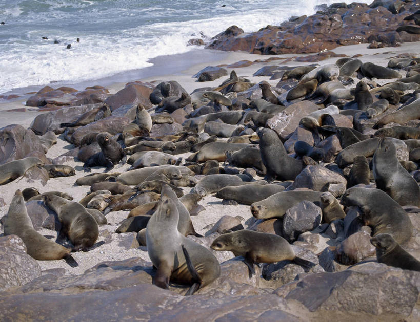 人群,躺,横图,室外,海洋,哺乳动物,海豹,海狮,野生动物,非洲,纳米比亚,一群,许多,海岸线,很多,自然,动物,波浪,大西洋,可爱,摄影,活泼,考古学,群众,海狗,潮汐,腽肭兽,纳米布沙漠,海熊,海滩,彩图