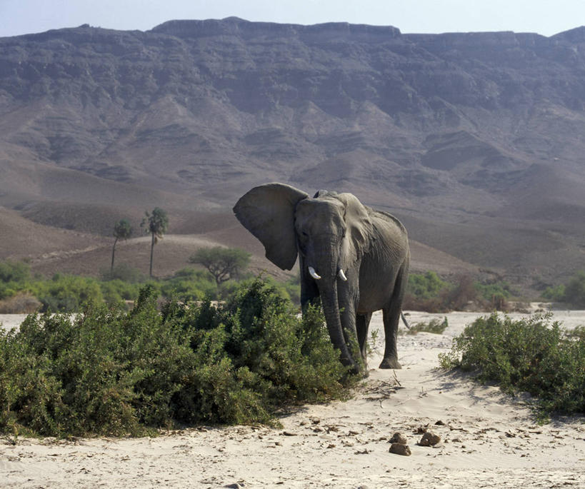 无人,横图,室外,沙漠,哺乳动物,野生动物,非洲,纳米比亚,地形,非洲象,河床,自然,动物,摄影,考古学,干的,象,彩图