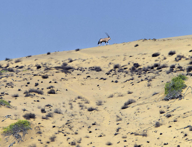 无人,横图,室外,河流,沙漠,哺乳动物,野生动物,非洲,纳米比亚,羚羊,沙子,地形,沙丘,自然,动物,摄影,考古学,干的,长角羚,彩图