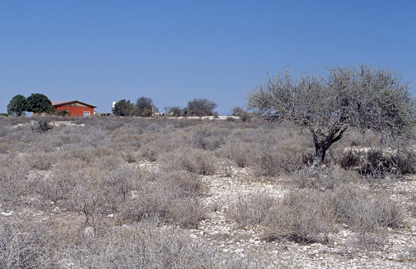 无人,农场,横图,农业,牛,纳米比亚,房屋,红色,家畜,摄影,住房,干的,农舍,彩图,小屋
