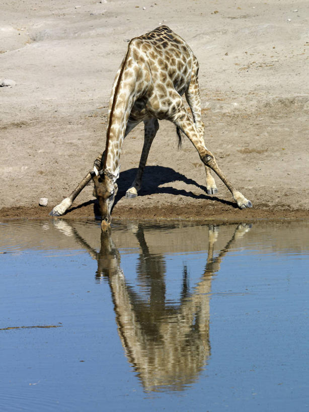 无人,竖图,室外,水,长颈鹿,野生动物,非洲,纳米比亚,喝,干燥,反射,热,饮料,动物,摄影,伸出,口渴,彩图