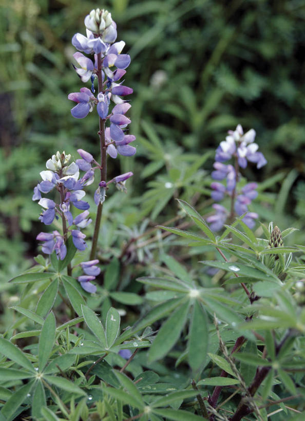 无人,竖图,植物,非洲,卢旺达,野花,花,花朵,蓝色,紫色,摄影,豌豆系,白羽扇豆,彩图