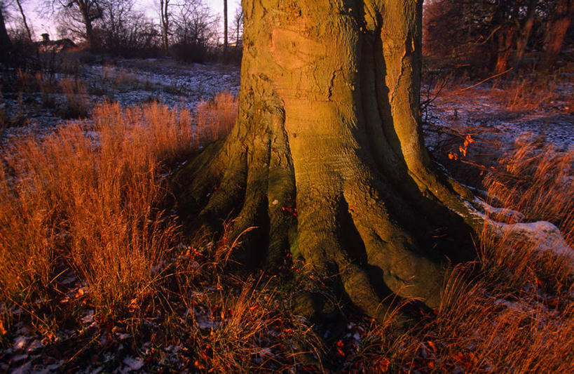 无人,横图,室外,旅游,度假,雪,建筑,酒店,丹麦,欧洲,房屋,岛,冬天,历史,树,摄影,斯堪的纳维亚,豪宅,斯堪狄纳维亚半岛,菲英岛,彩图,旅行,传统文化