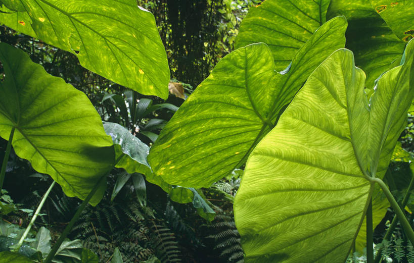 无人,横图,室外,旅游,度假,森林,植物,叶子,多米尼加,岛,绿色,摄影,热带气候,西印度群岛,小安的列斯群岛,彩图,旅行,雨林