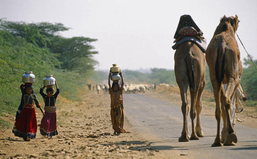 成年人,横图,水,印度,亚洲,工作,锅,骆驼,水壶,动物,家畜,摄影,运送,种族,女人,步行,彩图,旅行,那格浦尔