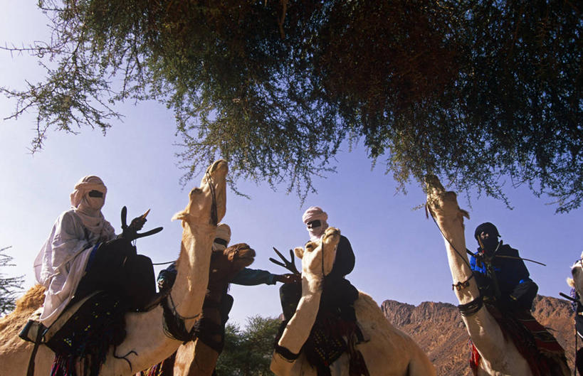 横图,室外,沙漠,野生动物,非洲,尼日尔,长袍,沙子,头巾,地形,北,骆驼,树,衣服,自然,摄影,绿洲,干的,喂养,撒哈拉沙漠,金合欢树,彩图,传统文化,图阿雷格人,游牧民族