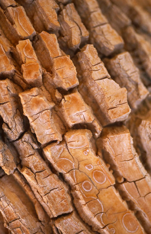 无人,竖图,室外,沙漠,非洲,尼日尔,树皮,北,树,自然,摄影,干的,地貌,撒哈拉沙漠,彩图