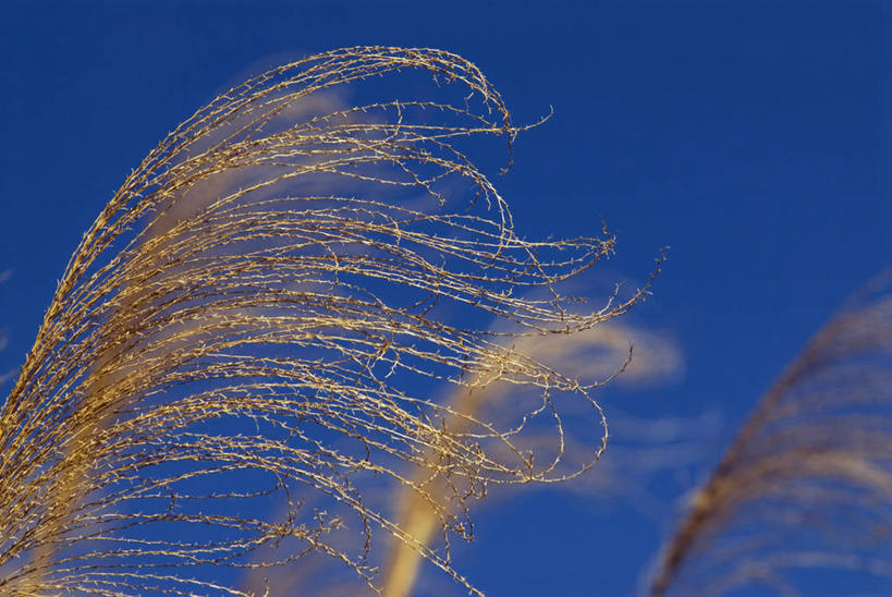 无人,横图,室外,抽象,植物,棕榈树,日光,斐济,摇摆,挥手,蓝色,天空,自然,摄影,宁静,纯净,南太平洋,复叶,彩图