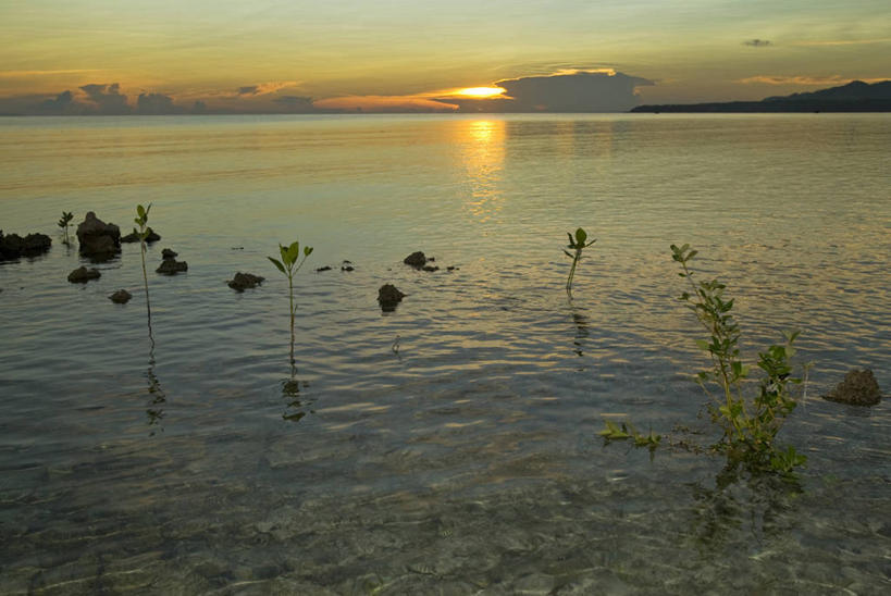 无人,横图,室外,射击,海洋,水,植物,菲律宾,地形,海岸线,摄影,生长,环境,环境保护,海滩,彩图,红树林