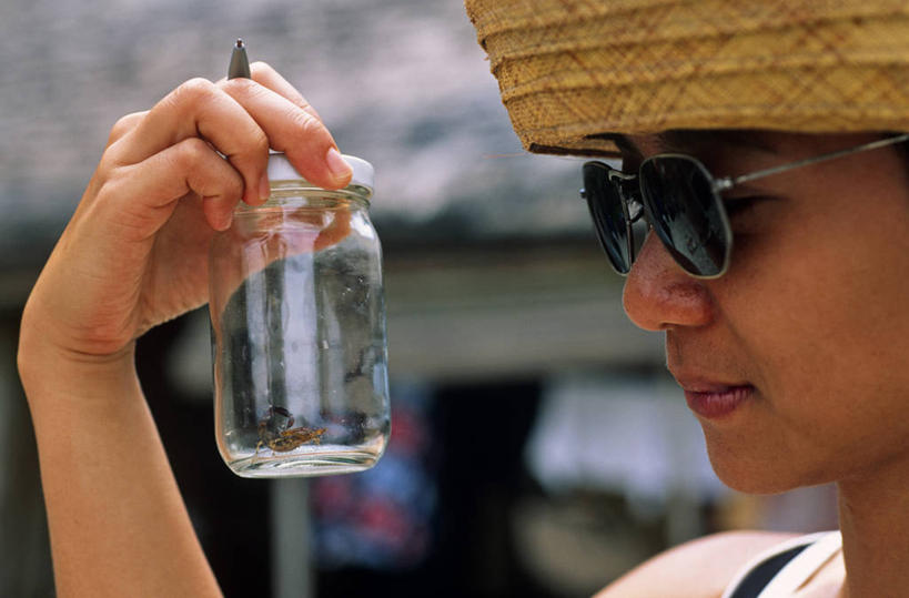 一个人,横图,室外,探险,海洋,书房,菲律宾,亚洲,科学,珊瑚,眼镜,岛,珊瑚礁,太阳镜,摄影,太平洋,热带气候,政府,节肢动物,蝎子,志愿者,海滩,群岛,彩图