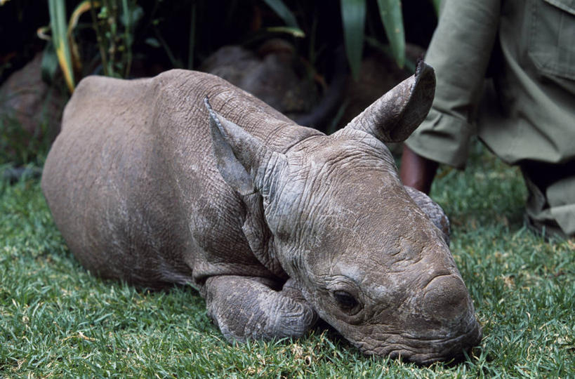 无人,横图,室外,哺乳动物,野生动物,非洲,肯尼亚,自然,动物,摄影,环境保护,野生动物保护区,白犀牛,自然保护区,国家野生动物保护区,犀牛,彩图