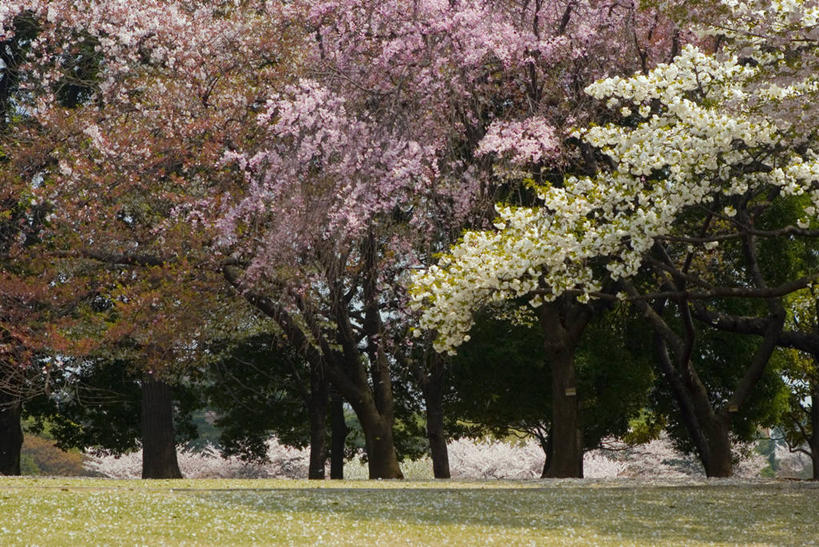 无人,公园,横图,室外,城市,樱花,东京,日本,亚洲,日本文化,首都,树,春天,摄影,彩图,樱之花