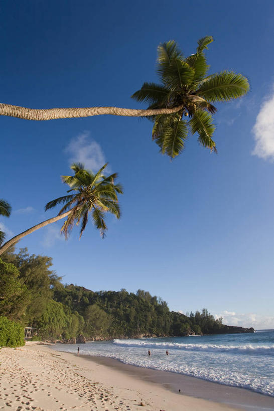 无人,竖图,室外,棕榈树,塞舌尔,岛,摄影,热带气候,印度洋,马埃岛,海滩,彩图,塞舌尔悦榕庄