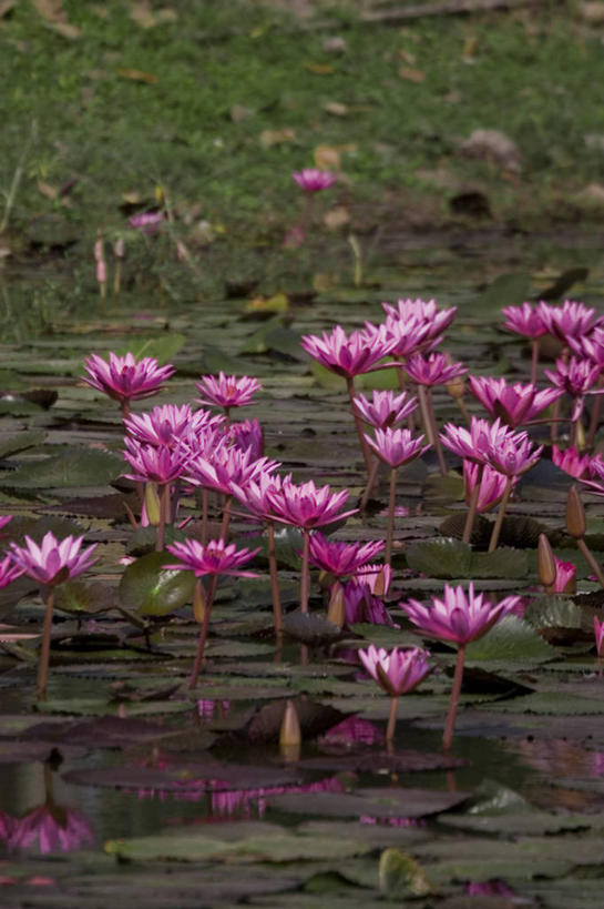 无人,竖图,莲花,泰国,亚洲,素可泰,地标建筑,摄影,东南亚,彩图,素可泰遗址公园