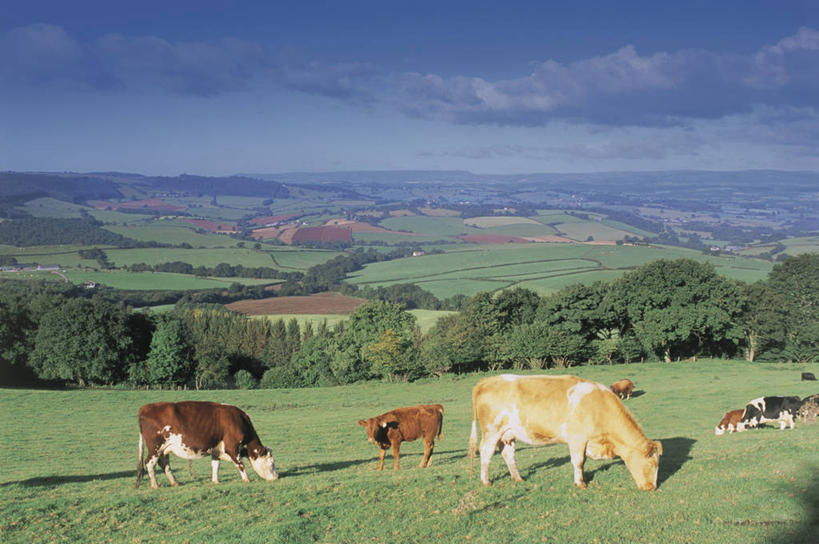 无人,横图,英国,欧洲,摄影,西欧,北欧,威尔士,英国文化,母牛,南威尔士,彩图