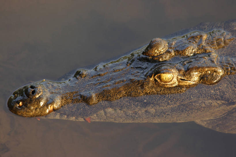 无人,横图,鳄鱼,非洲,摄影,尼罗鳄,中非共和国,彩图
