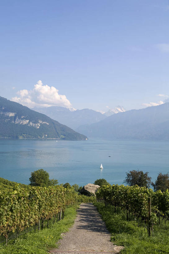 无人,竖图,室外,瑞士,欧洲,阿尔卑斯山,地形,葡萄园,图恩湖,摄影,西欧,阿尔卑斯山脉,彩图