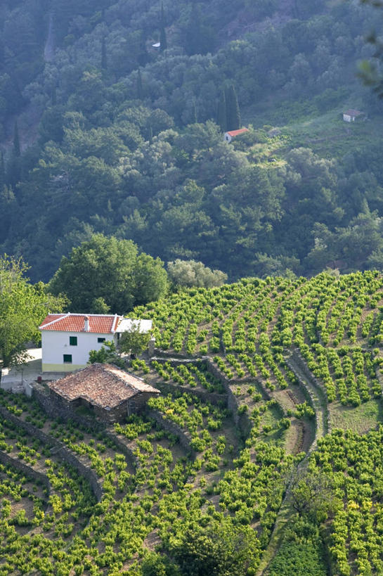 葡萄酒,无人,竖图,室外,希腊,欧洲,葡萄园,摄影,西欧,地中海文化,南欧,希腊文化,爱琴海群岛,彩图