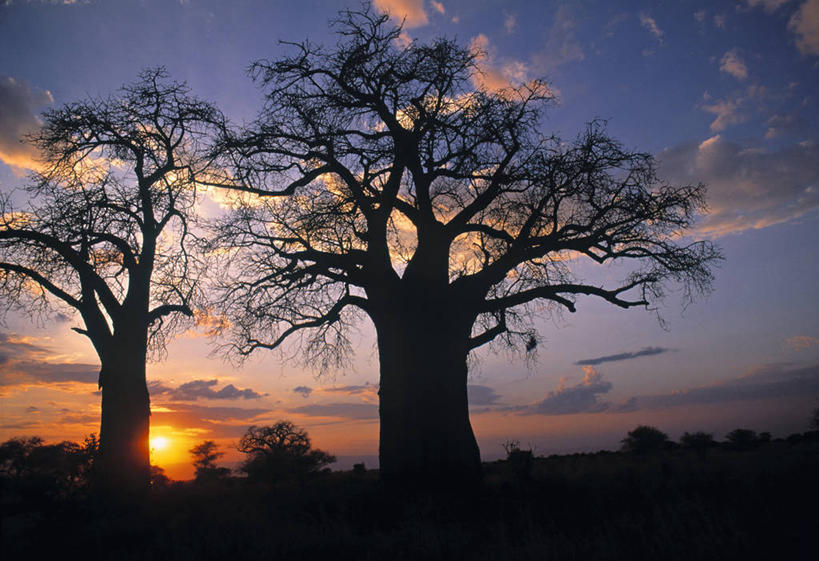 无人,横图,室外,非洲,坦桑尼亚,摄影,剪影,猴面包树,东非,彩图