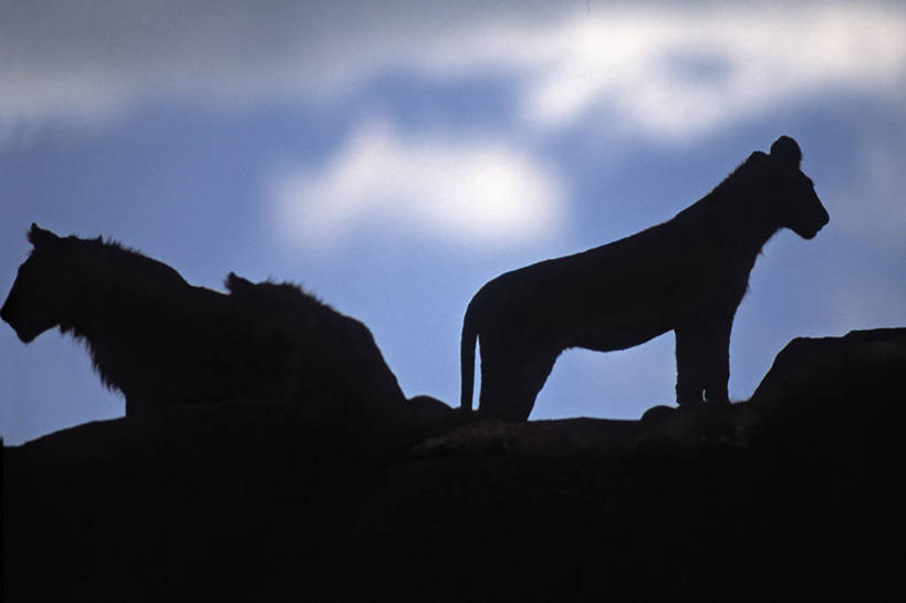 成年人,无人,横图,室外,野生动物,狮子,非洲,坦桑尼亚,摄影,东非,塞伦盖蒂国家公园,年轻男性,年轻人,彩图