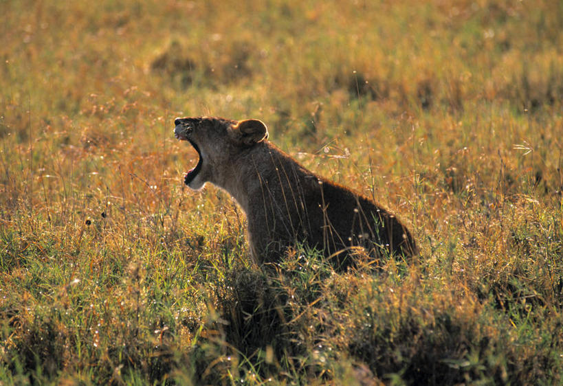无人,横图,室外,野生动物,狮子,非洲,坦桑尼亚,动物,摄影,东非,塞伦盖蒂国家公园,彩图
