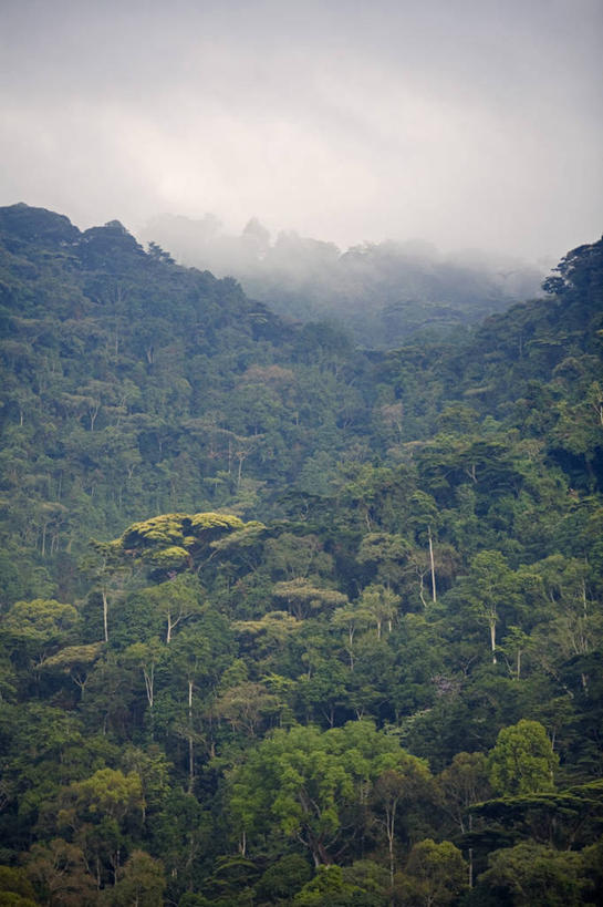 无人,竖图,室外,非洲,乌干达,地形,树,摄影,彩图,雨林