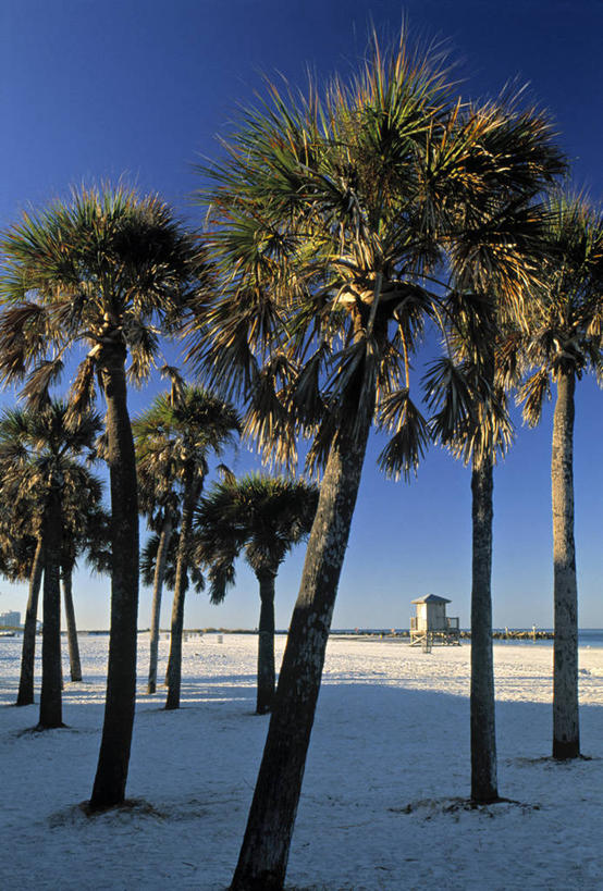 无人,竖图,棕榈树,美国,摄影,北美,北美洲,美洲,佛罗里达,佛罗里达州,佛州,阳光州,北亚美利加洲,亚美利加洲,清水市,彩图,旅行,美利坚合众国