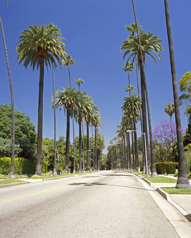 无人,竖图,路,棕榈树,美国,郊区,摄影,北美,北美洲,加利福尼亚,美洲,加州,洛杉矶,加利福尼亚州,金州,黄金州,北亚美利加洲,亚美利加洲,贝弗利山,天使之城,美国人,彩图,县治,洛杉矶县,美利坚合众国,洛城