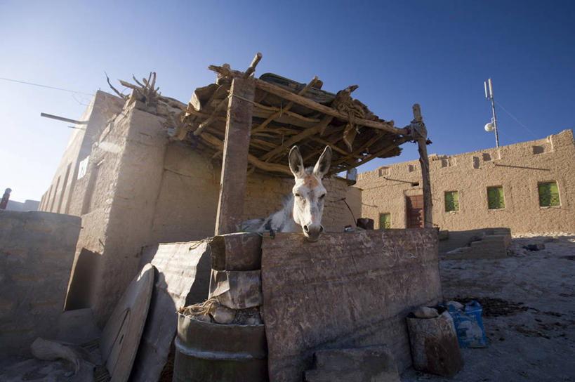 无人,横图,也门,乡村,城镇,摄影,中东,驴子,哈德拉毛省,彩图,阿拉伯半岛