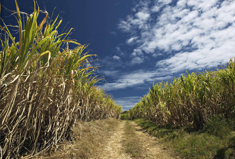 无人,横图,室外,巴巴多斯,岛,田地,摄影,拉丁美洲,彩图