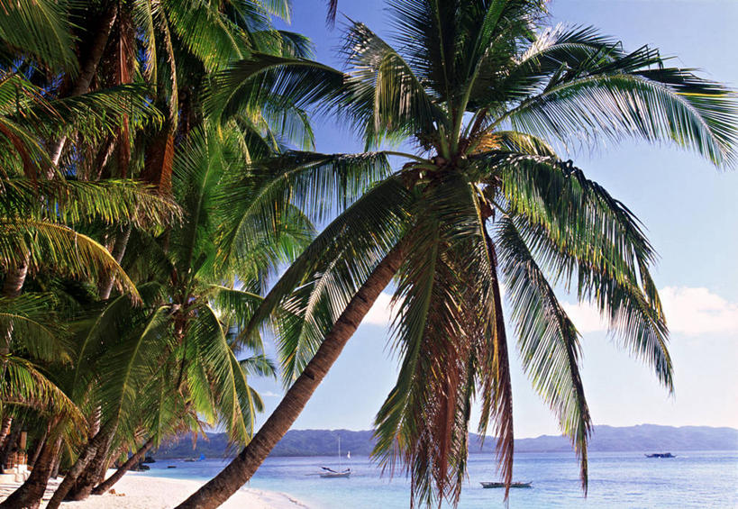 无人,横图,室外,旅游,度假,棕榈树,菲律宾,亚洲,娱乐,享受,休闲,放松,摄影,热带气候,长滩岛,海滩,彩图