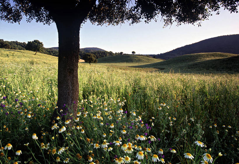 无人,横图,西班牙,欧洲,地形,田地,摄影,安达路西亚,彩图