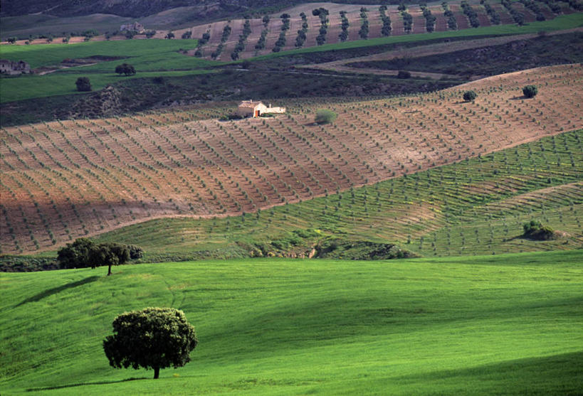 无人,横图,室外,西班牙,欧洲,地形,田地,摄影,安达路西亚,彩图