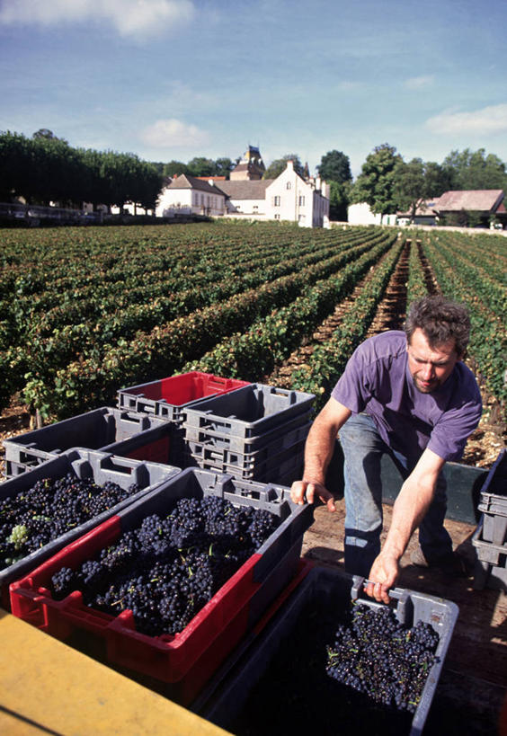 葡萄酒,一个人,竖图,室外,农业,葡萄,法国,欧洲,乡村,城镇,葡萄园,摄影,收获,法国文化,科多尔省,布根地,彩图