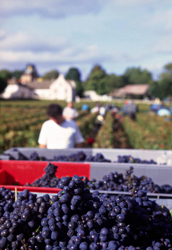 葡萄酒,一个人,竖图,室外,农业,葡萄,法国,欧洲,乡村,城镇,葡萄园,摄影,收获,法国文化,科多尔省,布根地,彩图