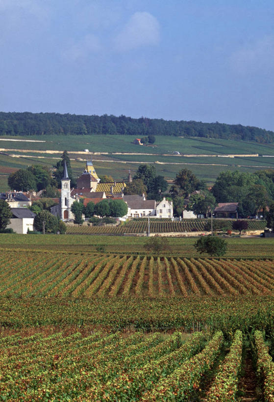 葡萄酒,无人,竖图,室外,法国,欧洲,地形,乡村,城镇,葡萄园,摄影,法国文化,科多尔省,布根地,彩图