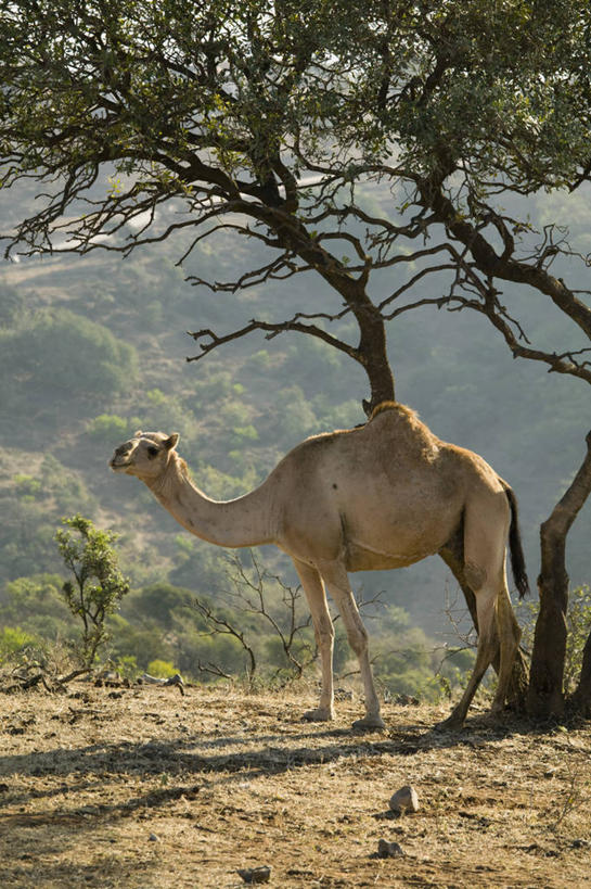 无人,竖图,阿曼,骆驼,摄影,中东,早晨,波斯湾,塞拉莱,阿拉伯,彩图,阿拉伯半岛